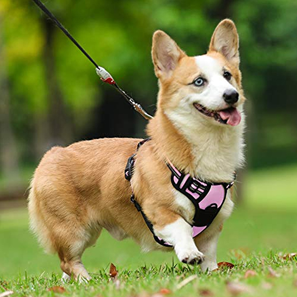 Reflective Adjustable Dog Vest