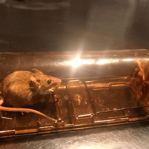 2 Packs Alive mouse trap
